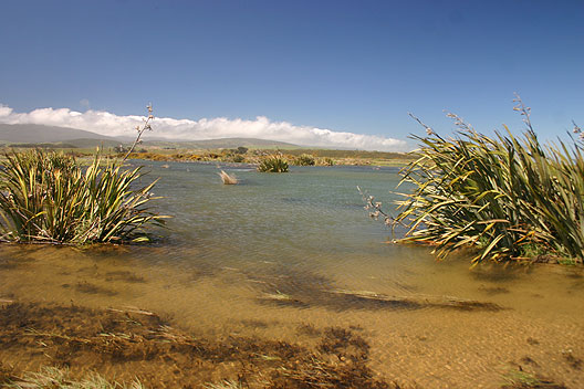 Newly developed wetland creating habitat for the whitebait fishery Te Wae Wae Lagoon waitbait fishery wetland. Newly developed wetlands.