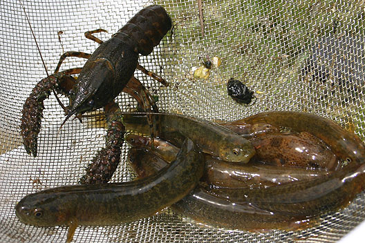 Many species benefit from habitat enhancement. These brown trout, eel, koura (fresh water crayfish) and upland bully show that the waterway where they are has a good level of water quality. Fish species benefit from habitat enhancement