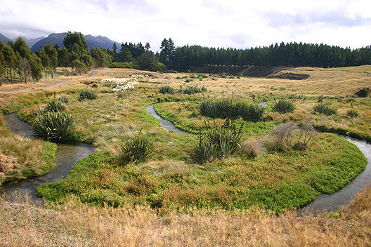 The Trust's Home Creek wetland and stream reserve near Manapouri. This area is open to the public. The Home Creek stream reserve. A quiet place for recreation and biodiversity.