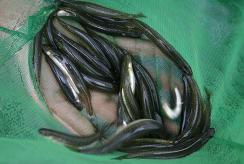 Inanga/whitebait - residents of the Te Waewae lagoon. Inanga - whitebait