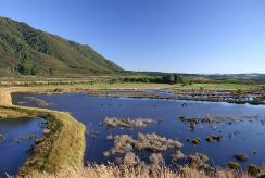 An early photo shows the dam constructed to hold back water in the reserve. Native vegetation is now well established. Rakatu wetlands early photo showing the dam.