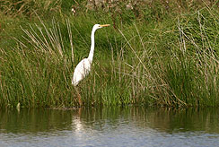 A white heron sits eagerly anticipating its lunch White heron awaits its lunch